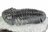 Prone Morocops Trilobite Fossil - Ofaten, Morocco #383416-3